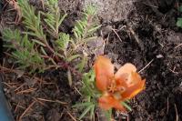 Petrosedum rupestre