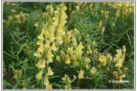 Linaria vulgaris