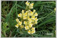 Linaria vulgaris