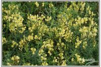 Linaria vulgaris