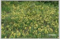 Linaria vulgaris