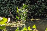 Sagittaria sagittifolia