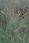 Agrimonia eupatoria