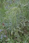 Erigeron canadensis