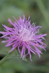 Centaurea jacea
