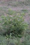 Sambucus ebulus