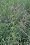 Cirsium arvense