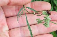 Torilis africana var. heterophylla