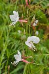 Oenothera lindheimeri