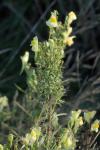 Linaria vulgaris