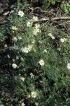 Tripleurospermum