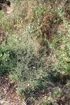 Symphyotrichum squamatum