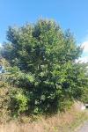 Ulmus laevis