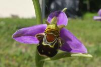 Ophrys apifera