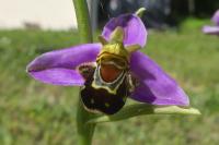 Ophrys apifera