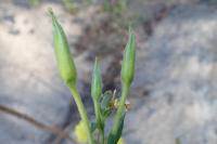 Oenothera suaveolens