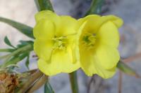 Oenothera suaveolens