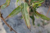 Oenothera suaveolens