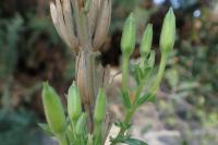 Oenothera suaveolens