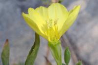 Oenothera suaveolens