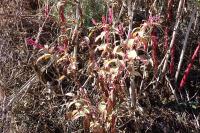 Phytolacca americana