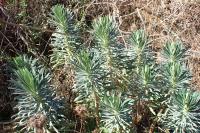 Euphorbia characias