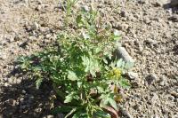 Rorippa palustris