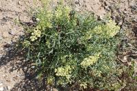 Reseda lutea
