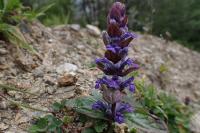 Ajuga reptans