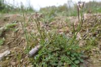 Cardamine hirsuta