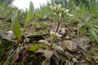 Cerastium glomeratum