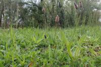 Plantago lanceolata