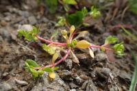 Montia fontana subsp. minor