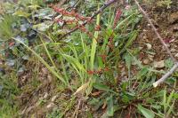 Rumex acetosella