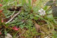 Teesdalia nudicaulis