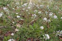 Teesdalia nudicaulis