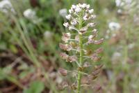 Teesdalia nudicaulis