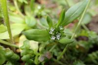 Valerianella locusta