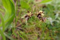 Luzula campestris