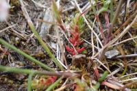 Crassula tillaea