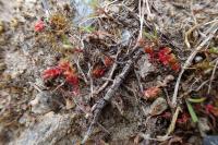 Crassula tillaea