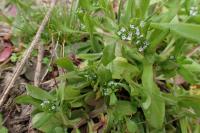 Valerianella locusta