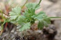 Aphanes arvensis