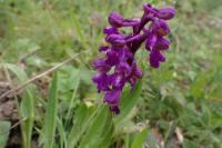 Anacamptis morio
