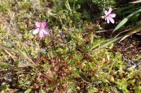Erodium cicutarium