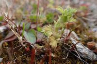 Aphanes arvensis