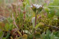 Valerianella locusta