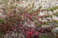 Hypericum humifusum
