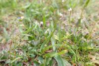 Draba verna
