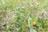 Draba verna